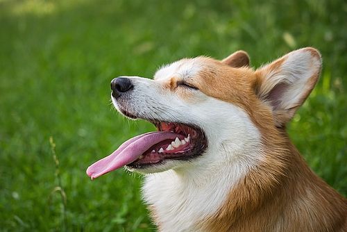 Gähender Hund auf einer grünen Wiese